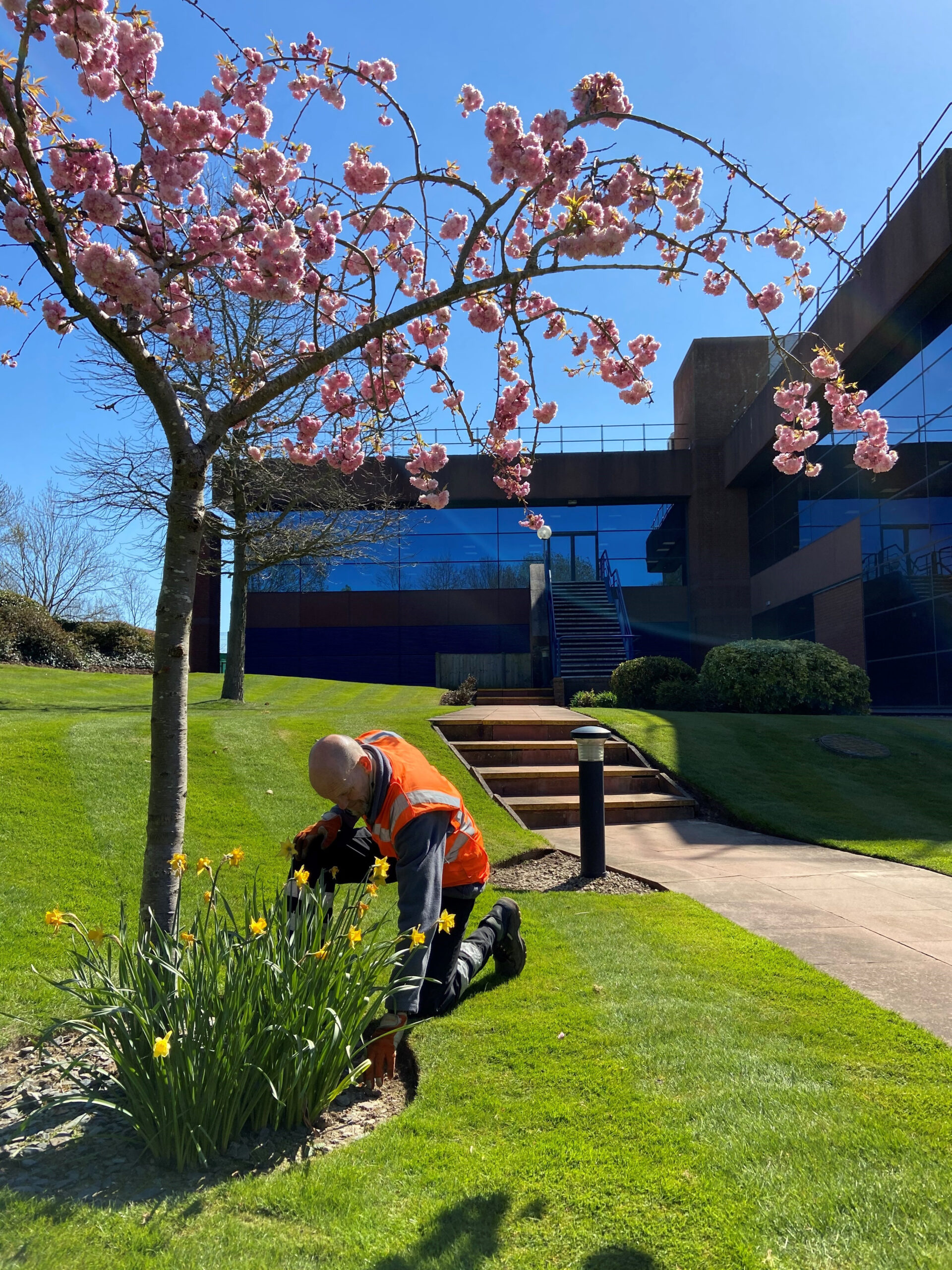 A worker in a high-visibility orange vest is kneeling on the grass, edging a flower bed with daffodils. The worker is using a gardening tool to tidy up the soil around the flowers. The scene is set on a sunny day, with clear blue skies. Above the worker, a tree with blooming pink blossoms stands out against the backdrop of a modern glass-fronted building, surrounded by well-maintained lawns and landscaped areas. Steps leading up to the building and a neatly trimmed pathway are visible in the background.